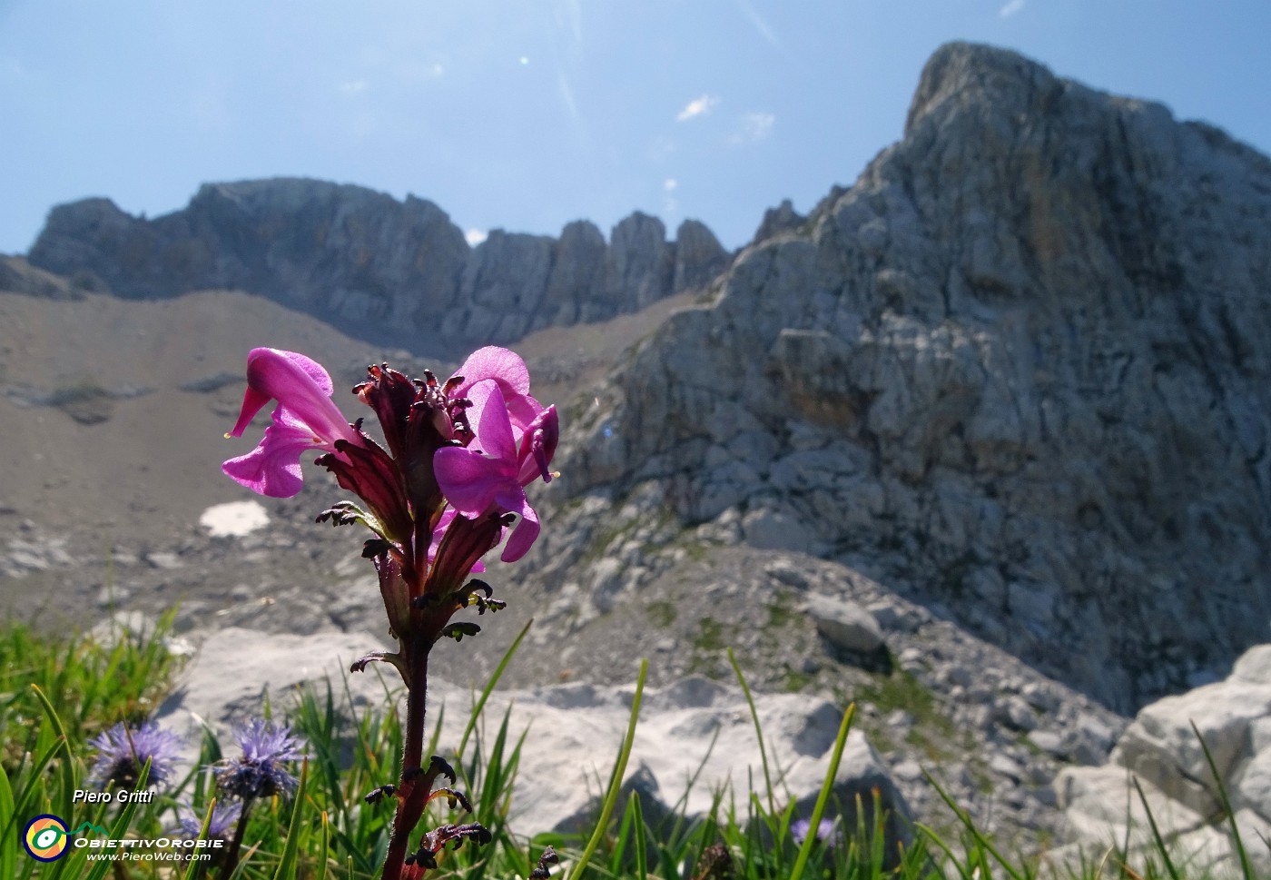 42 Pedicularis gyroflexa( Pediculare spiralata) con vista in nord Arera.JPG